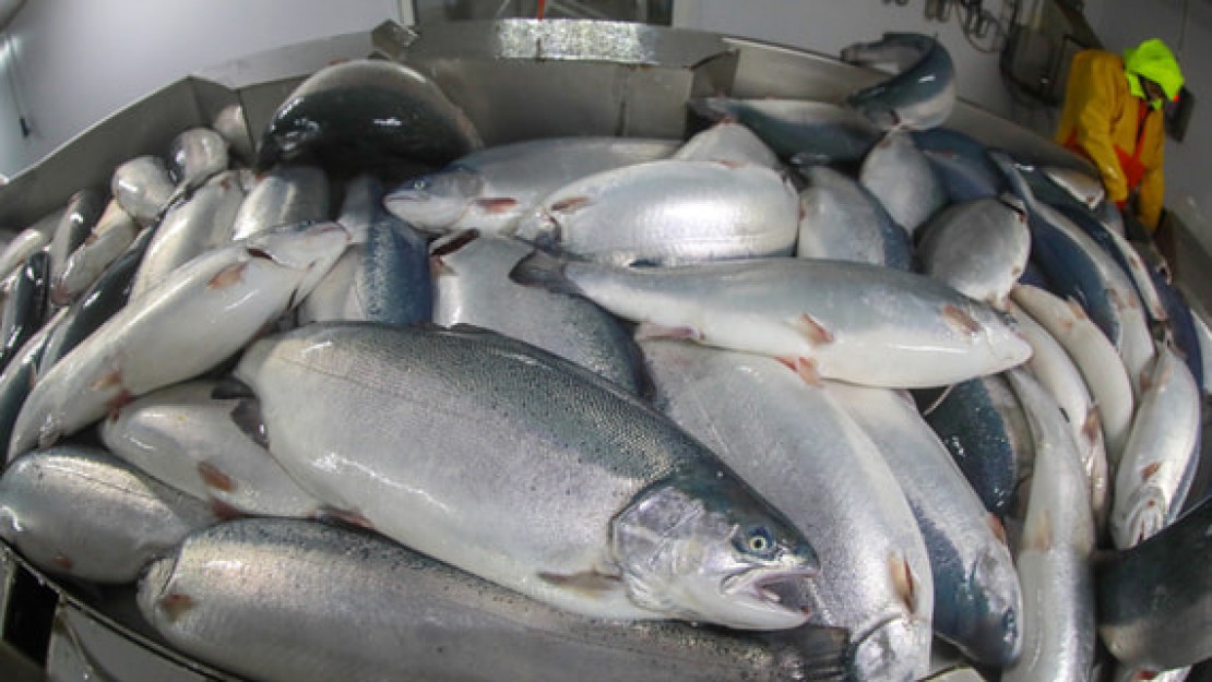 Китай ограничил ввоз рыбы из России из-за следов ковида на упаковке